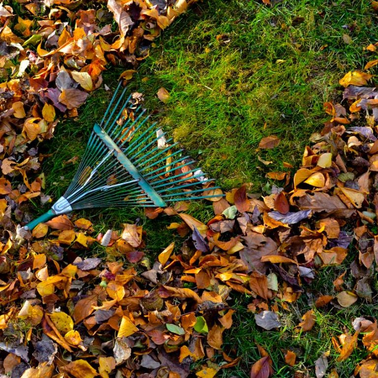 fall yardwork